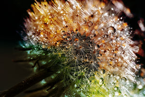 aluminium-print-dandelion-in-the-morning-dew