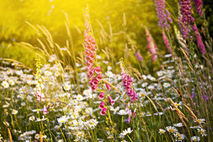 acrylic-print-summer-flower-meadow