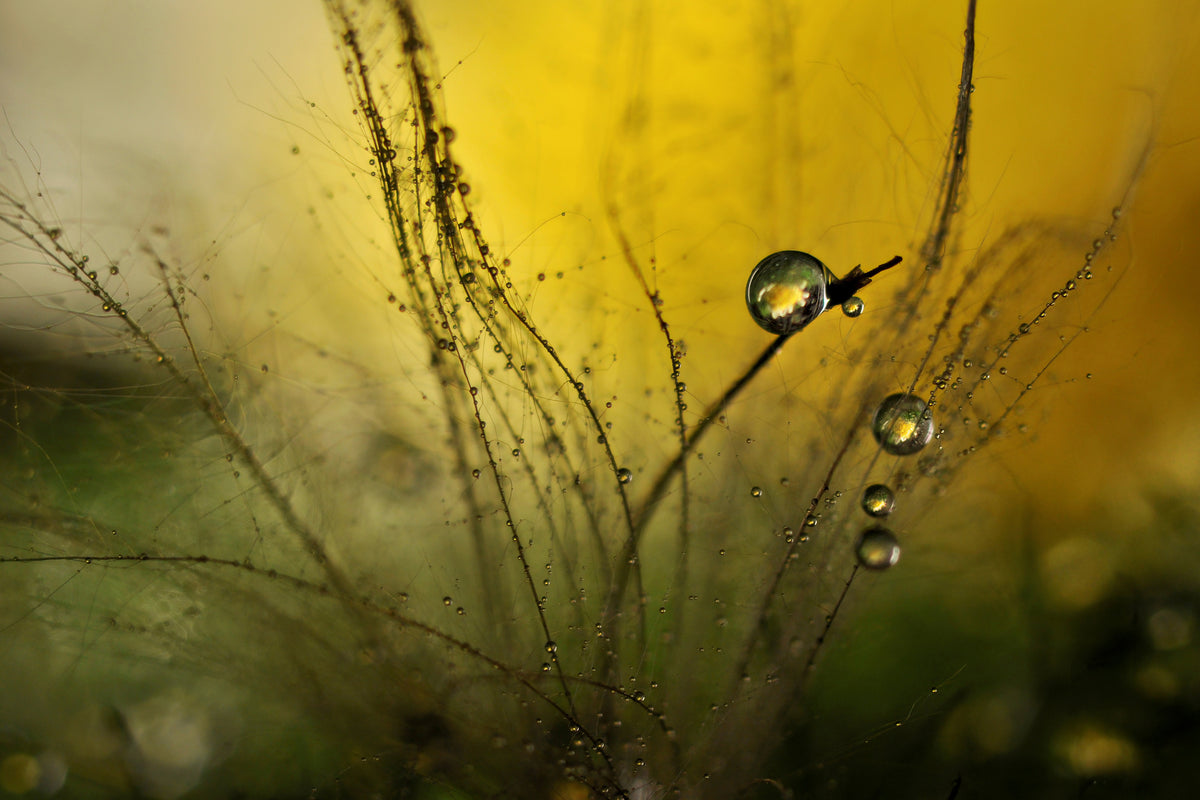 framedcanvas-print-a-golden-morning-shower-x