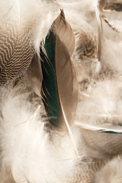 poster-print-feathers