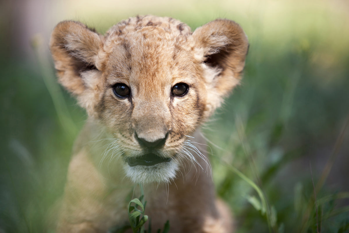 framedposter-print-lion-baby