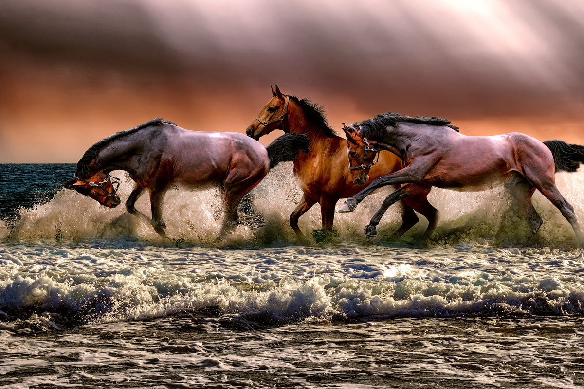 framedposter-print-freedom-for-horses
