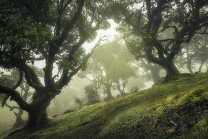 canvas-print-enchanted-forest-xeb