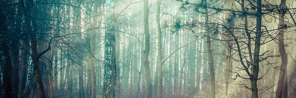 panoramic-3-piece-canvas-print-pinewood-panorama