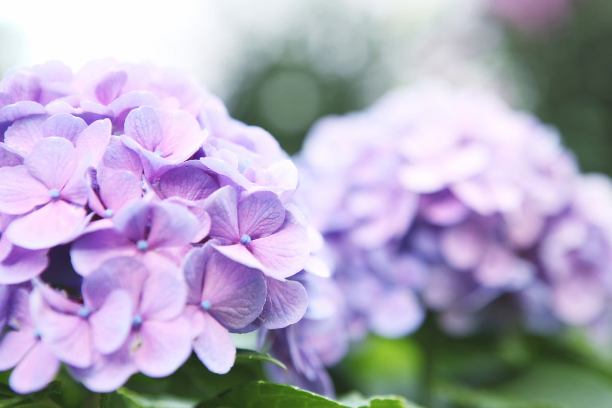 acrylic-print-hydrangeas
