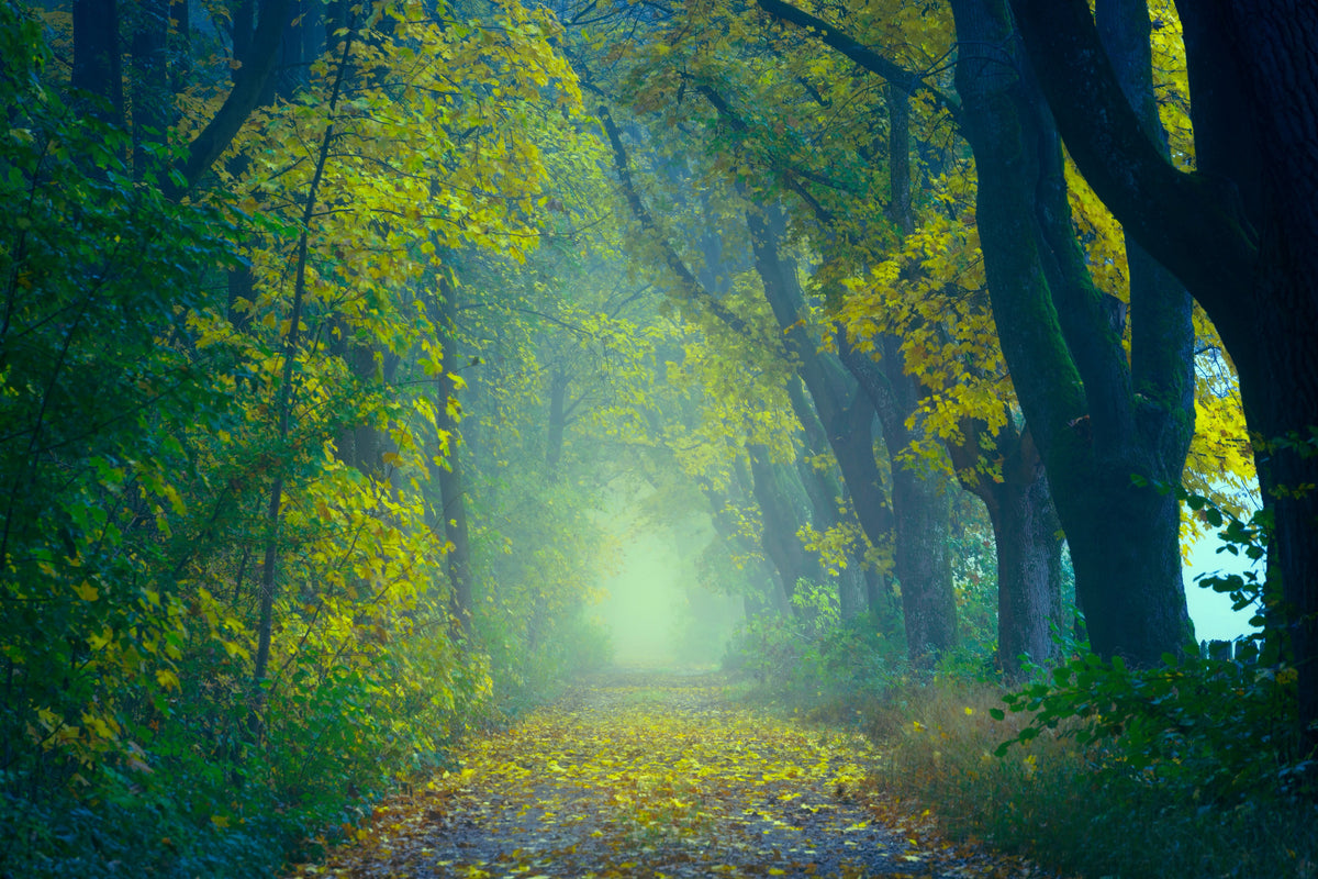 3-piece-aluminium-print-green-forest