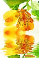 framedposter-print-flowing-orchid-flower