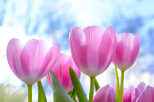 canvas-print-tulips-in-nature