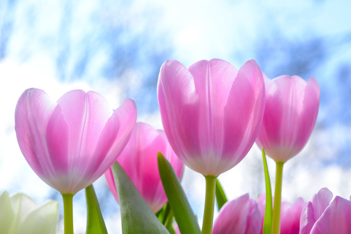 canvas-print-tulips-in-nature