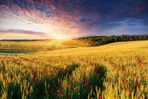 3-piece-aluminium-print-a-flower-field-at-sunrise