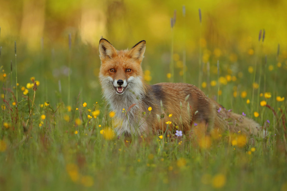 aluminium-print-red-fox-xkh