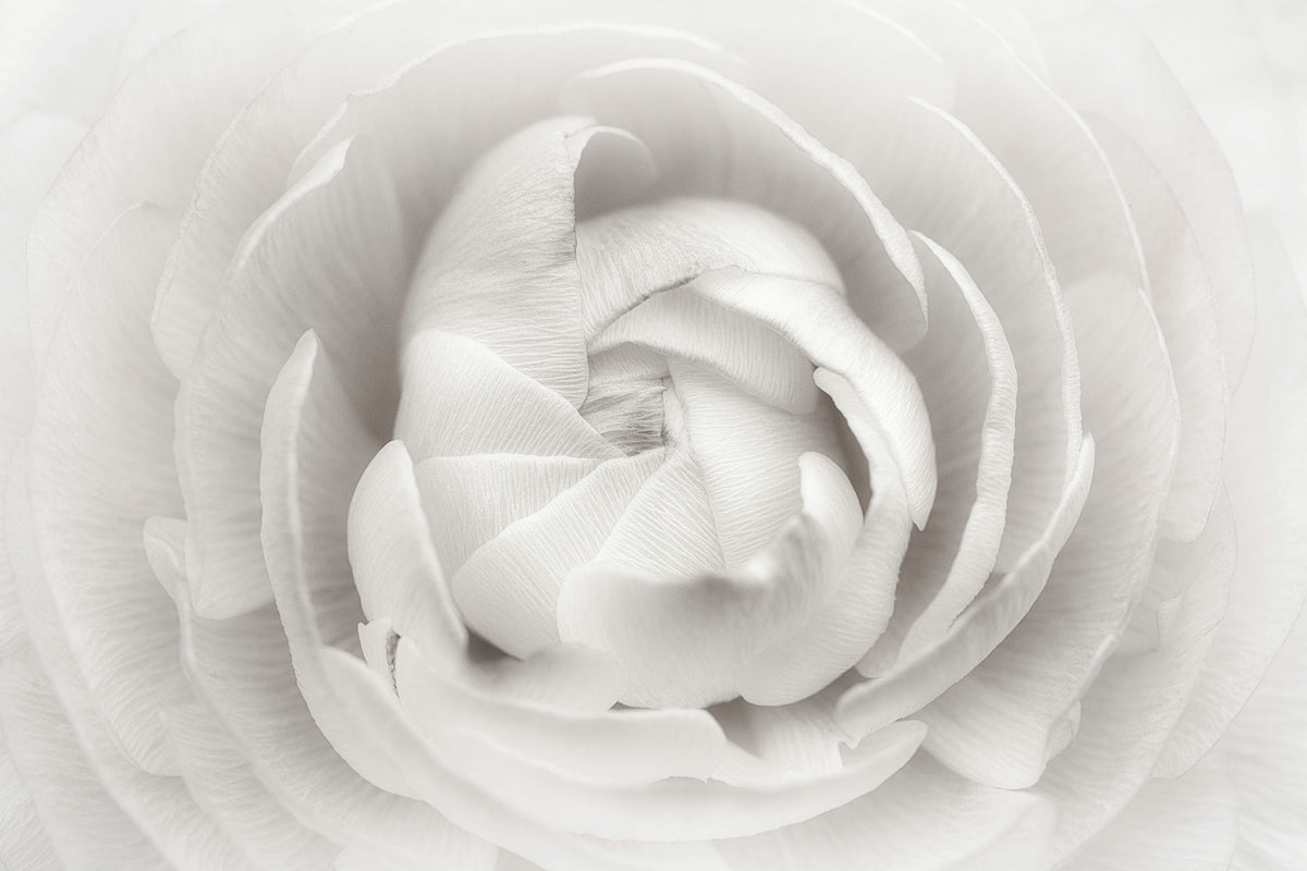 framedposter-print-ranunculus