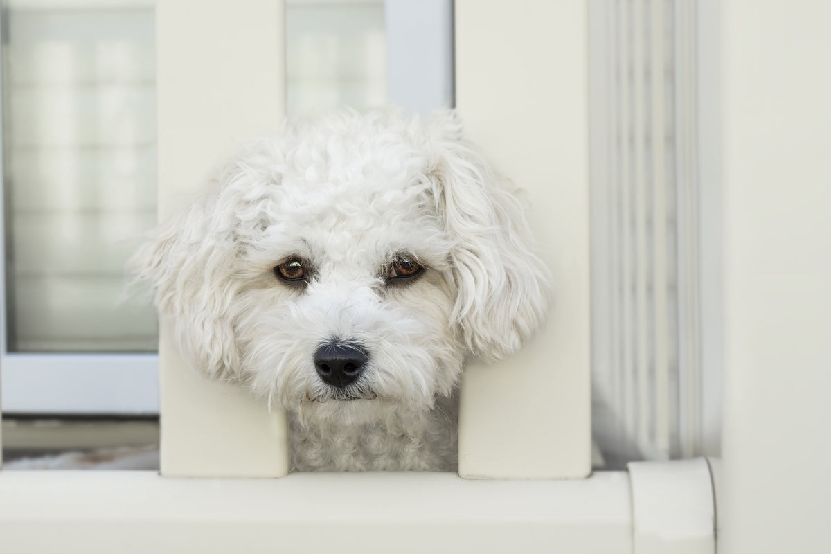 framedposter-print-a-dog-girl-to-fall-in-love