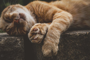 poster-print-sleeping-cat