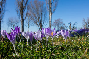 canvas-print-purple-crocus-in-nature
