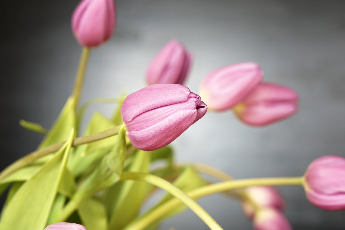 3-piece-acrylic-print-the-tulip-bouquet-in-pink