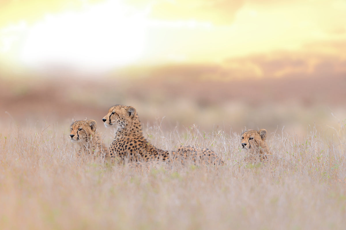 aluminium-print-cheetah-family-x
