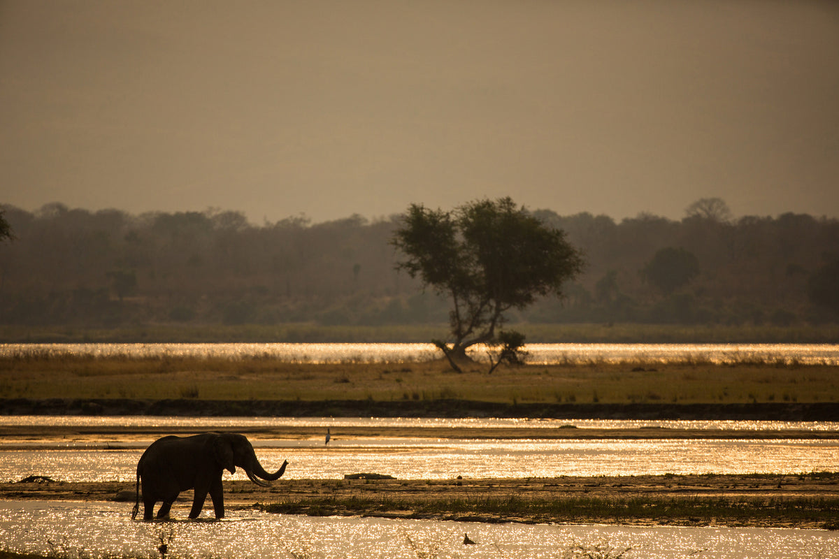 framedcanvas-print-elephant-alone-in-the-steppe