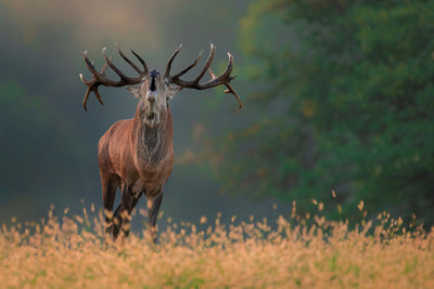 poster-print-deer-wedding-song-x