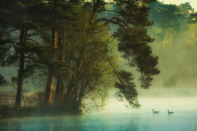 poster-print-dutch-fen-x