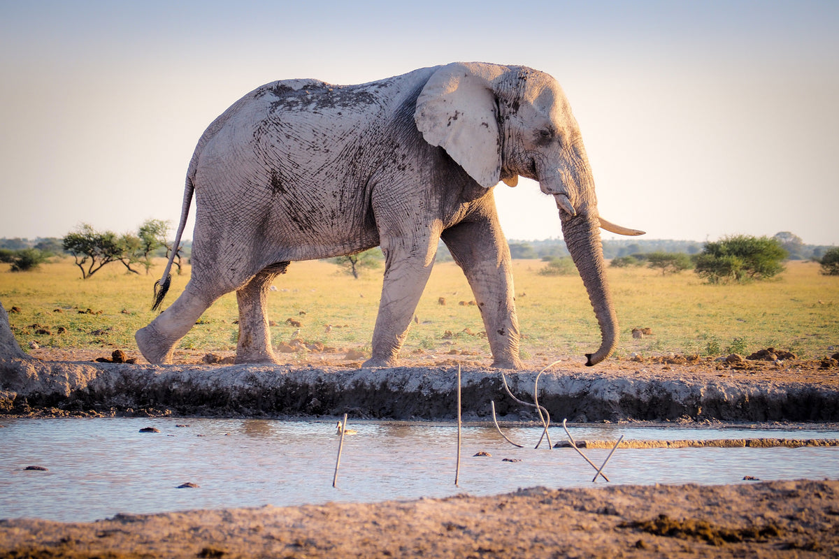 3-piece-acrylic-print-elephant-in-the-nature