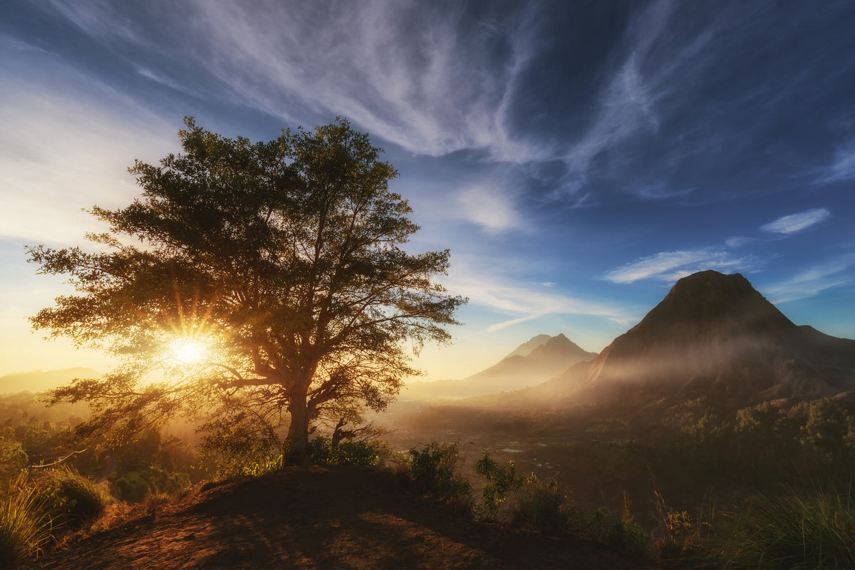 framedcanvas-print-pinggan-tree-x