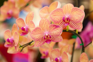 modern-3-piece-acrylic-print-exotic-orchids