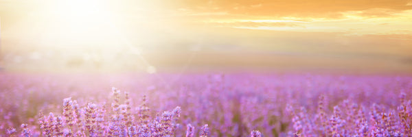 panoramic-3-piece-canvas-print-sunset-in-lavender-field-panorama