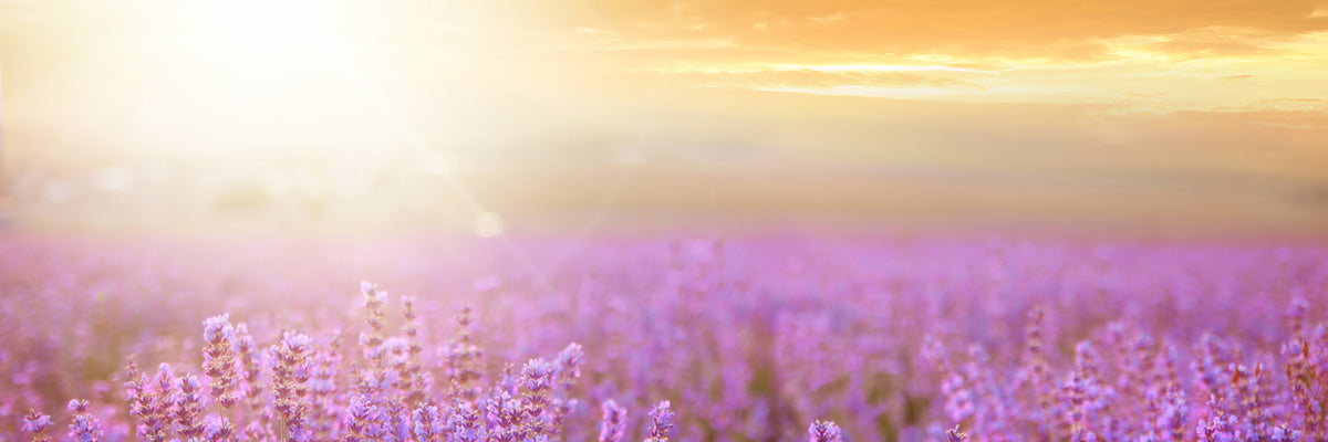panoramic-3-piece-canvas-print-sunset-in-lavender-field-panorama