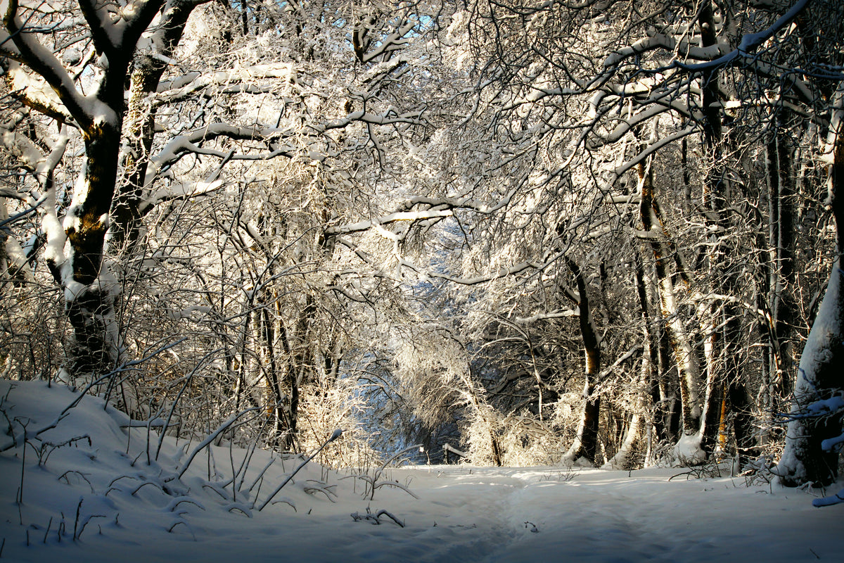 3-piece-aluminium-print-a-winter-dream