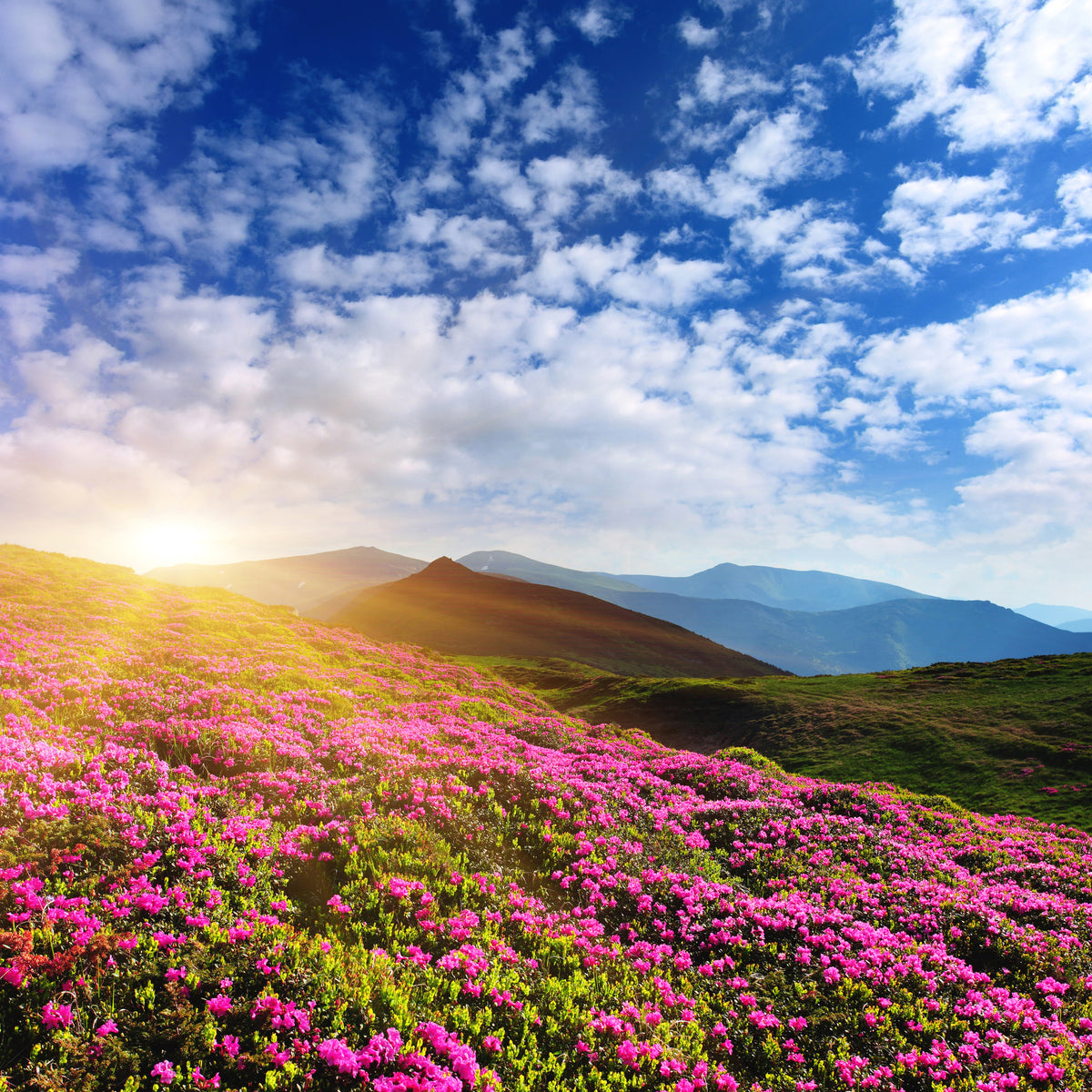 4-piece-canvas-print-flowery-mountain-landscape