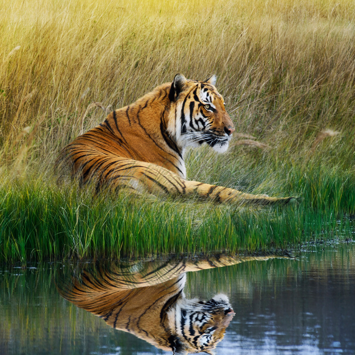 acrylic-print-the-tiger