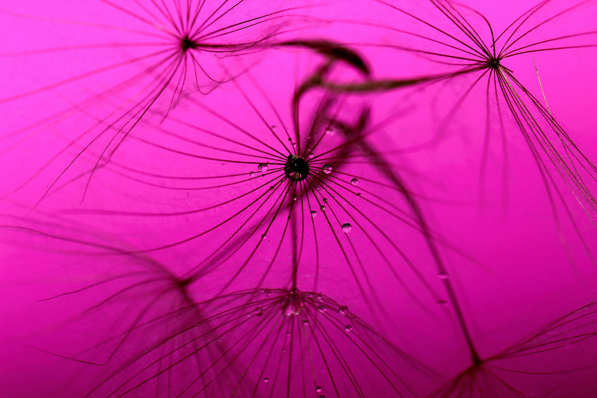 modern-3-piece-acrylic-print-dandelion-in-pink
