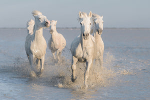 aluminium-print-horses-xue
