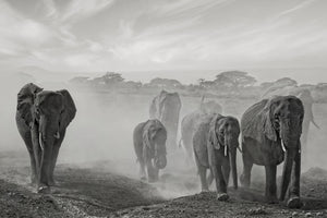 acrylic-print-sequence-of-emotion