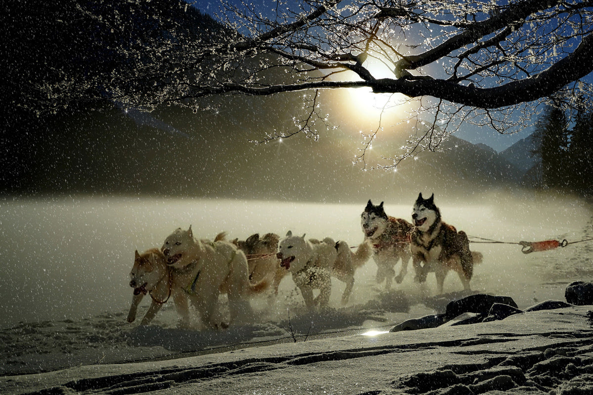 acrylic-print-huskies