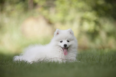 poster-print-cute-spitz-puppy