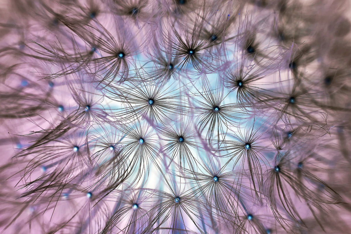 framedposter-print-dandelion-in-the-light-play