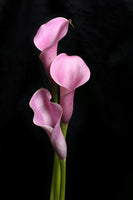 framedposter-print-3-purple-callas