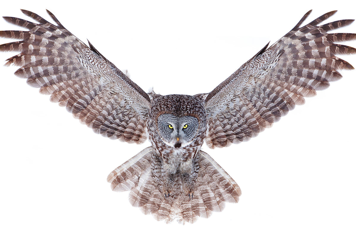 aluminium-print-power-great-grey-owl