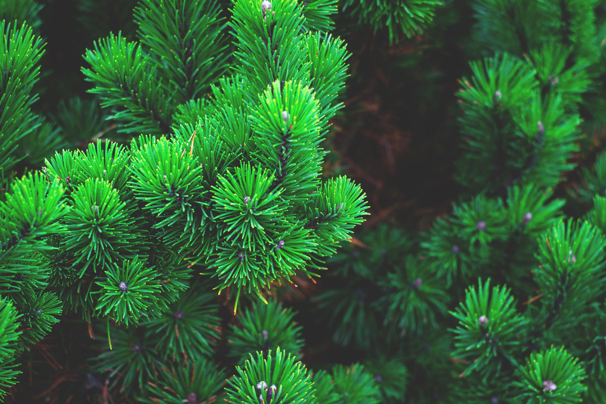 modern-3-piece-acrylic-print-pine-xl