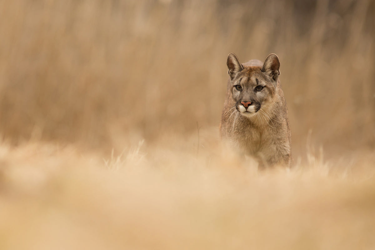 canvas-print-cougar-x