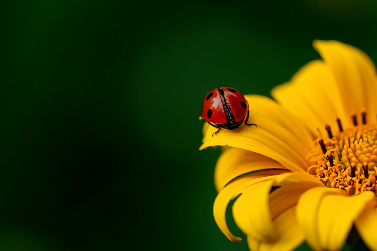 3-piece-aluminium-print-ladybug-on-the-sunflower