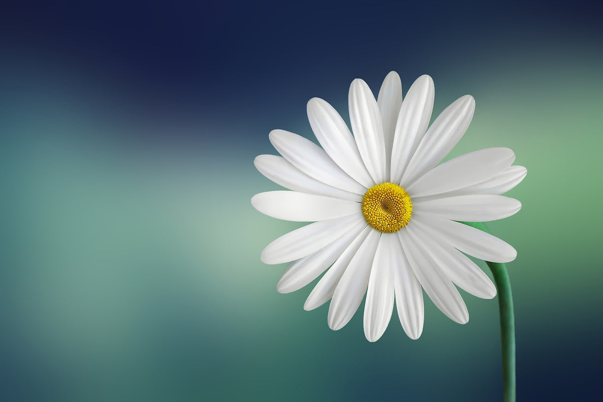 canvas-print-flower