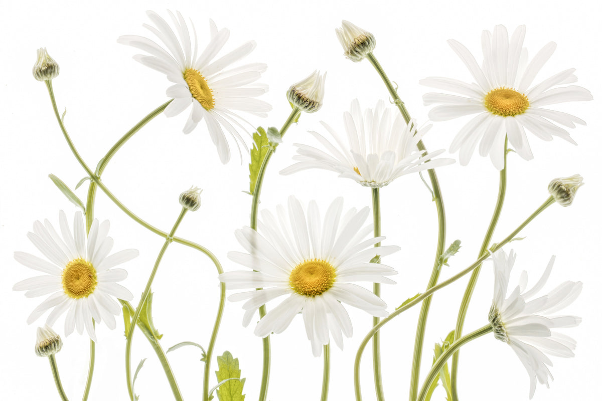 modern-3-piece-canvas-print-ox-eye-daisies