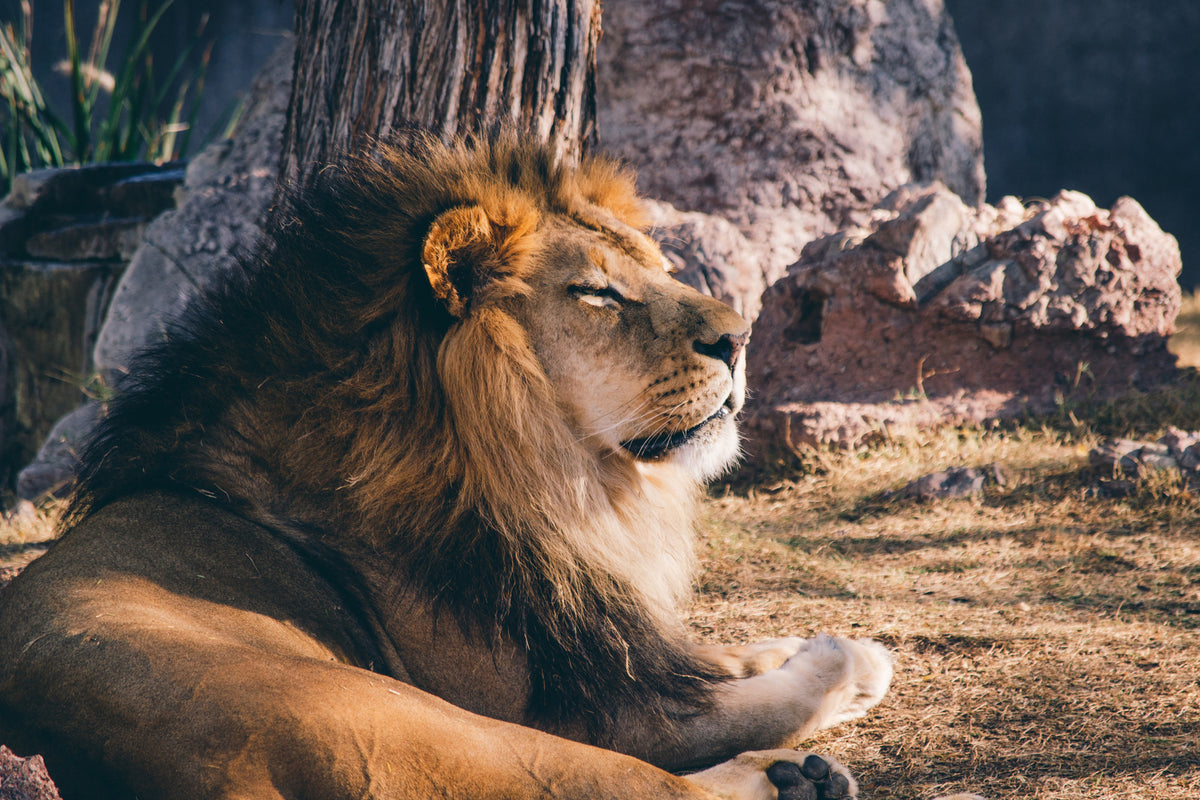 poster-print-lion-is-sunning-himself