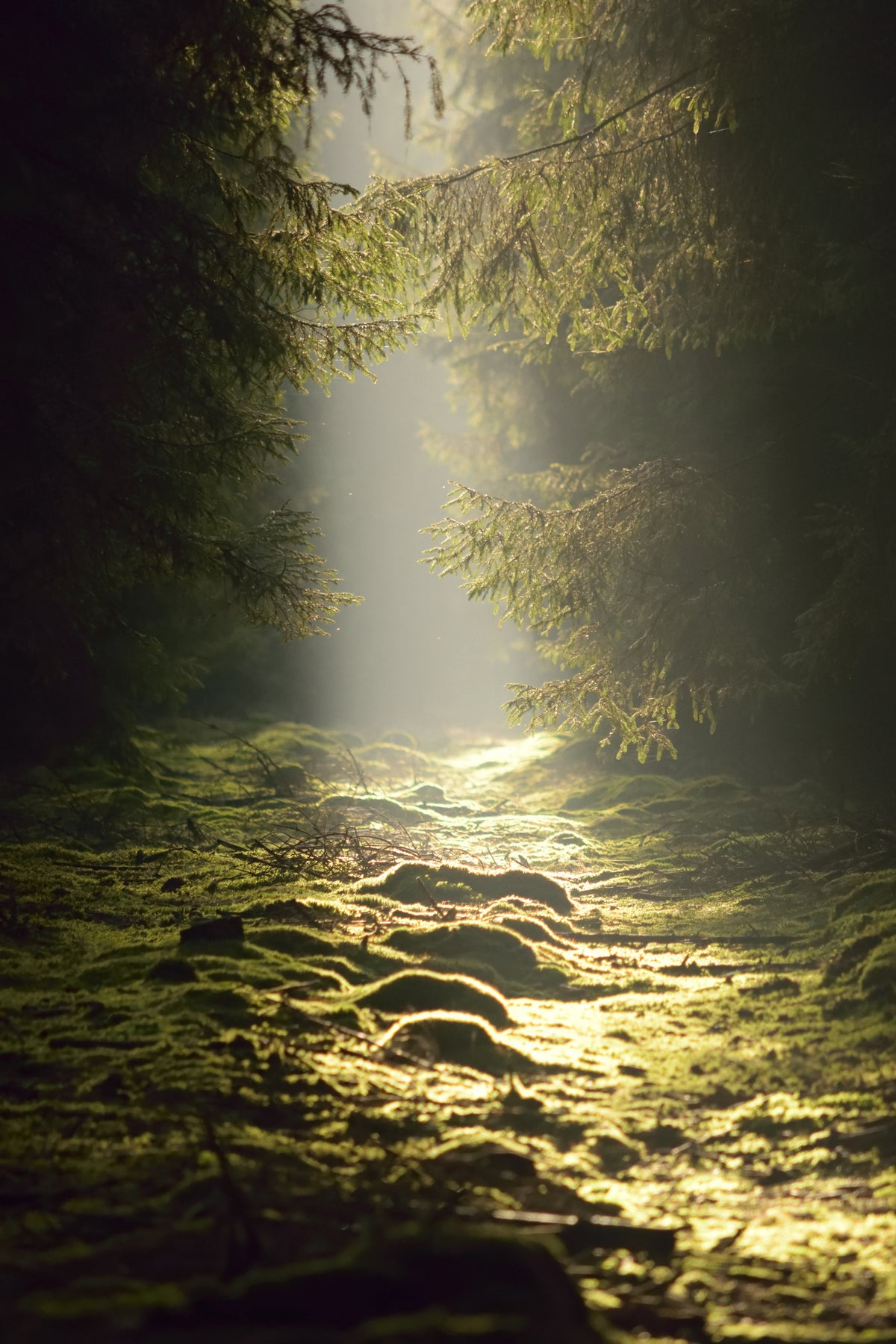aluminium-print-the-wild-way