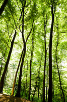 aluminium-print-forest