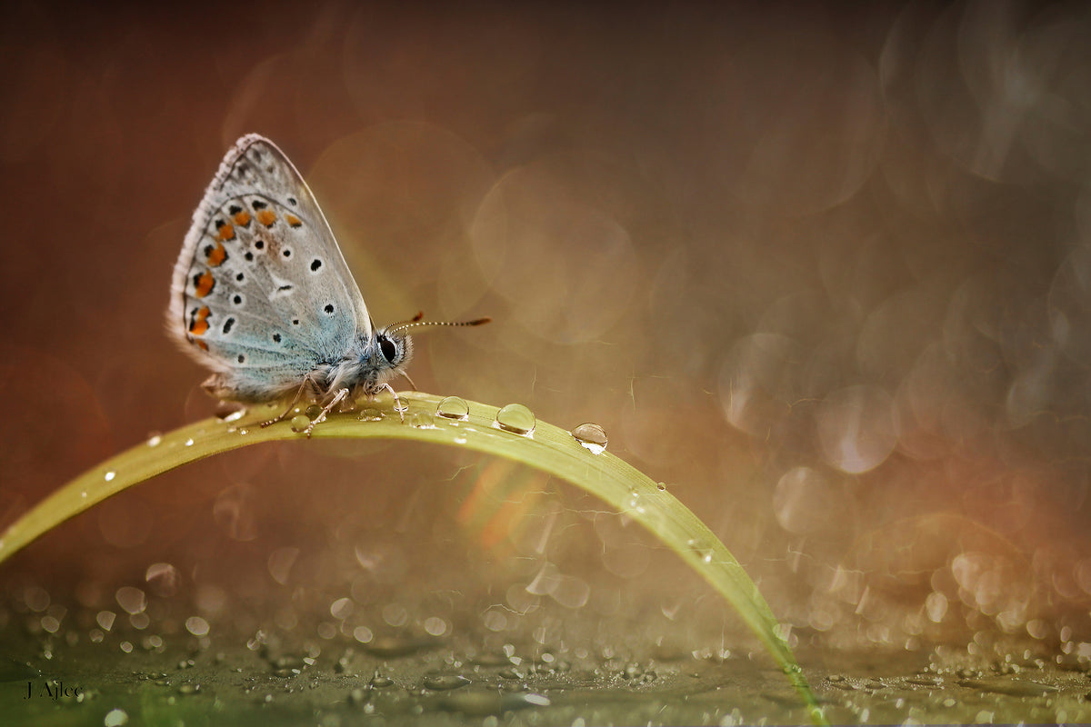 canvas-print-untitled-xgy