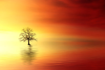 poster-print-the-tree-in-the-water